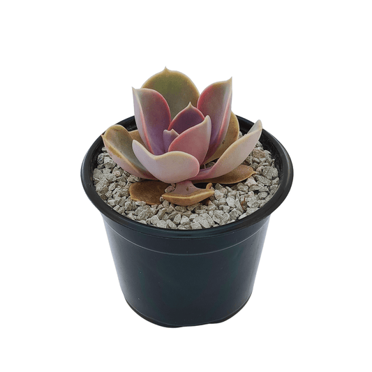Echeveria Perle Von Nurnberg - Vivo Interior