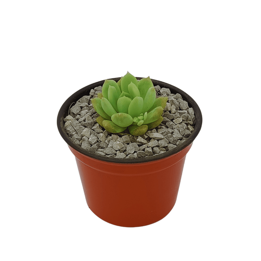 Echeveria Prolífica - Vivo Interior
