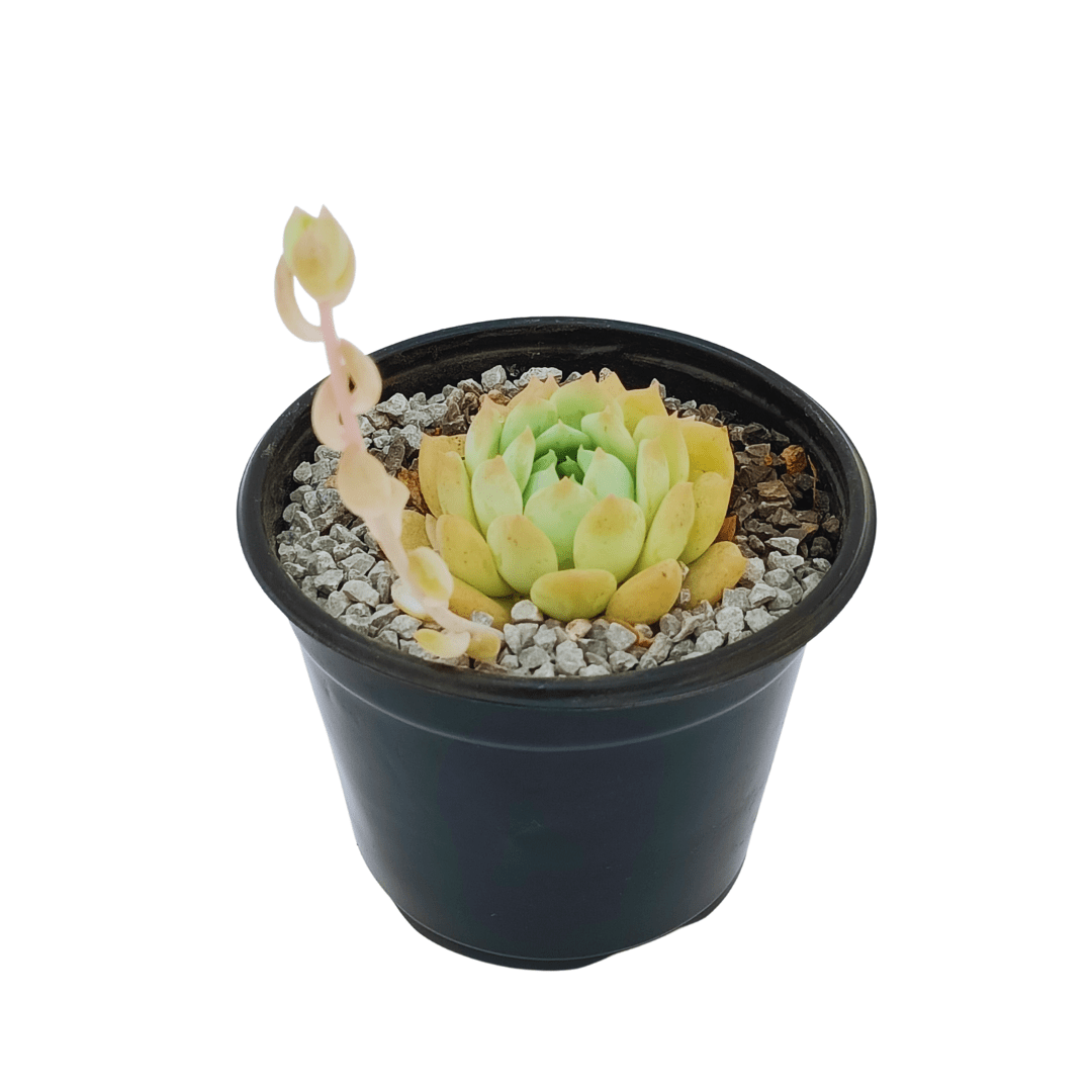 Echeveria Prolífica - Vivo Interior