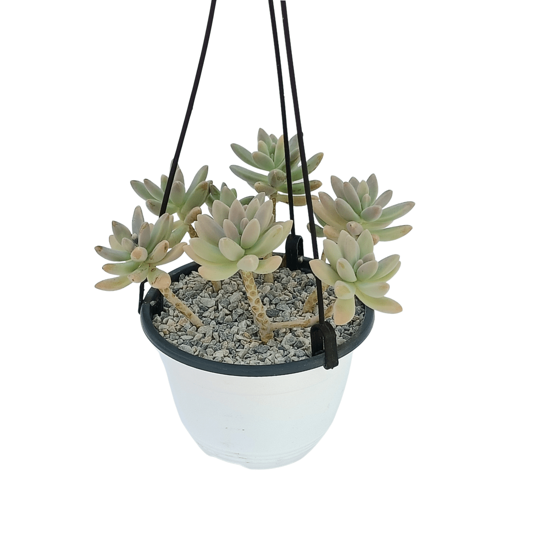 Graptopetalum Sunshine - Vivo Interior