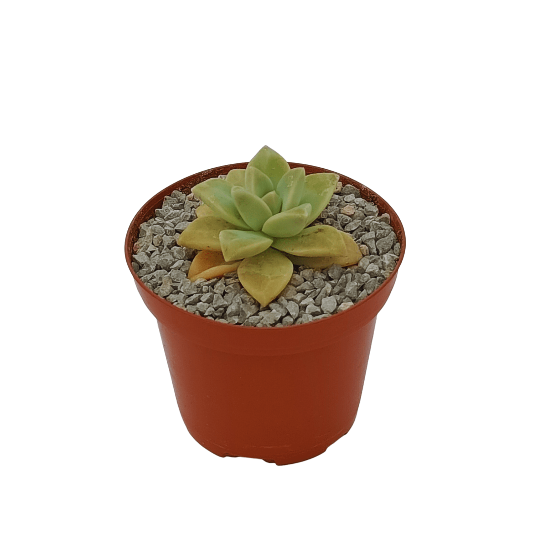 Graptopetalum Victor Kane - Vivo Interior