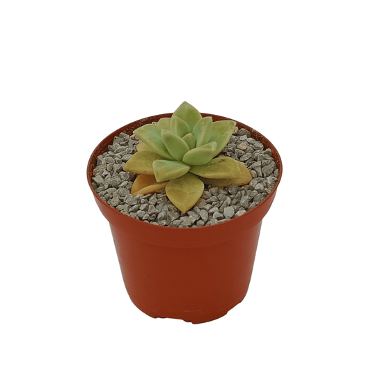 Graptopetalum Victor Kane - Vivo Interior