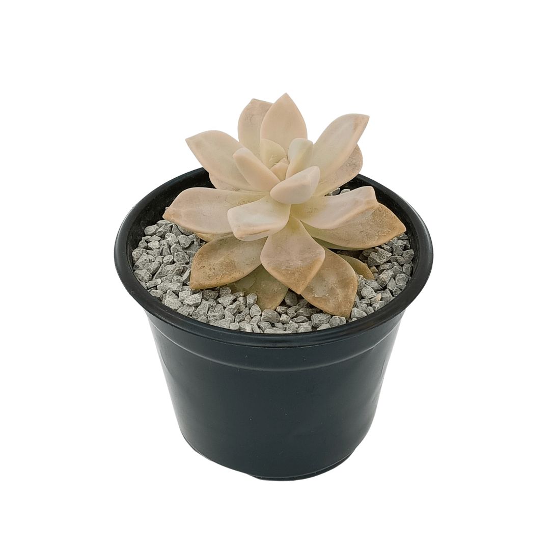 Graptopetalum Victor Kane - Vivo Interior