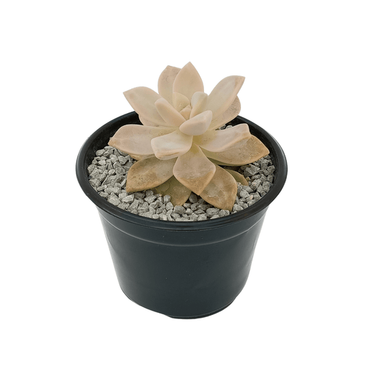 Graptopetalum Victor Kane - Vivo Interior