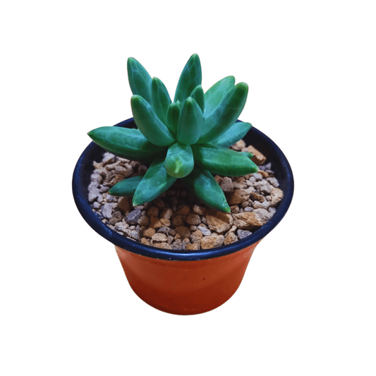 Pachyphytum Compactum - Vivo Interior