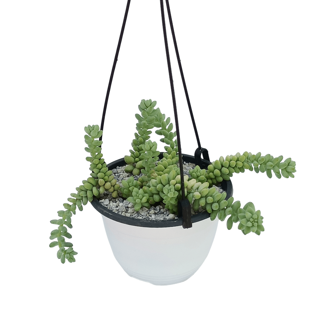 Sedum Morganianum - Vivo Interior