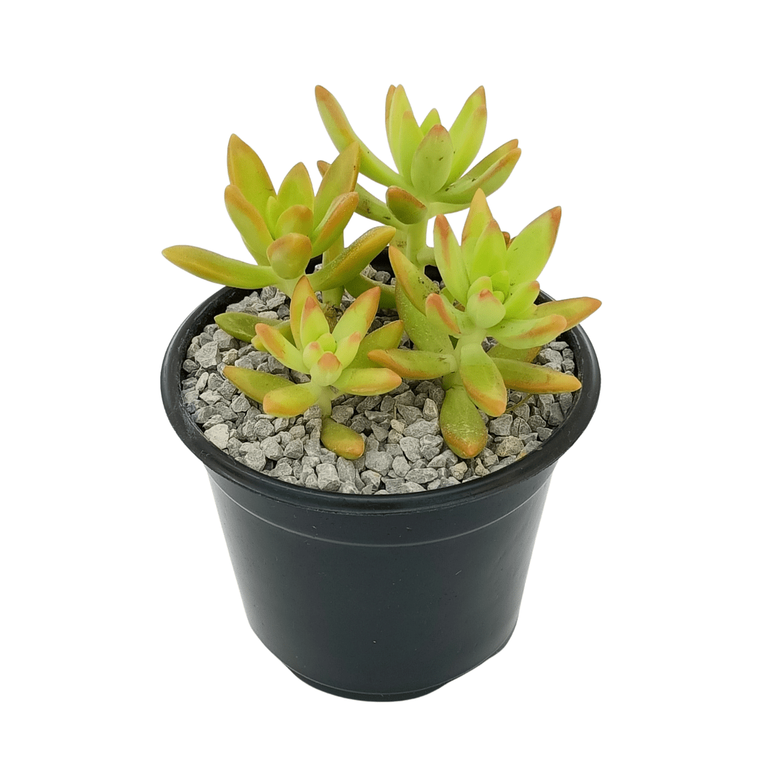 Sedum Nussbaumerianum - Vivo Interior