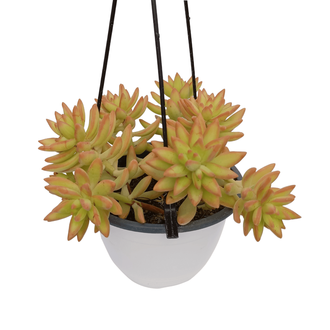 Sedum Nussbaumerianum - Vivo Interior